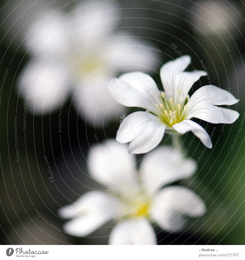 flower Beautiful Healthy Plant Flower Blossom Sweet White Blossoming Nature Growth Deserted Copy Space bottom Copy Space left Colour photo Exterior shot