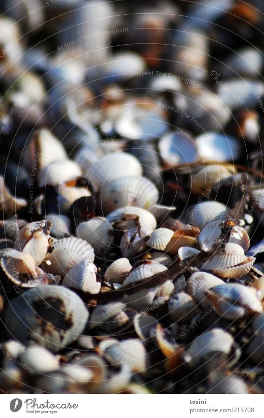 sea of shells Environment Nature Coast Beach North Sea Baltic Sea Ocean Brown Mussel Mussel shell Shell-shaped Shell-bearing mollusk Countless Many Branch