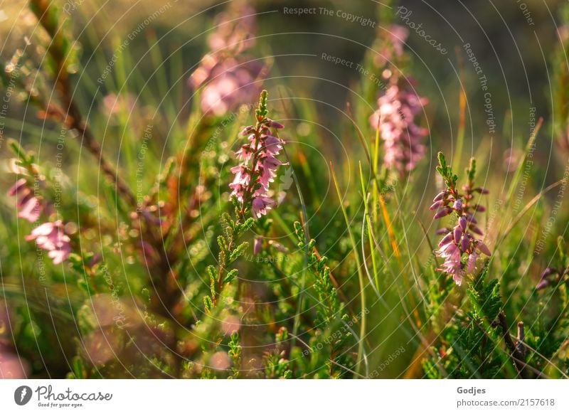 heather dream Nature Plant Summer Blossom Wild plant Meadow Field Forest Deserted Breathe Observe Blossoming Fragrance Relaxation Fresh Natural Brown Green