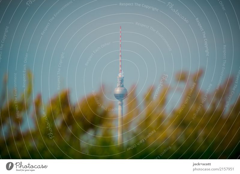 berlin plant Capital city Landmark Berlin TV Tower Growth naturally Environment Stick out Plant Outstanding Subdued colour Neutral Background Shadow