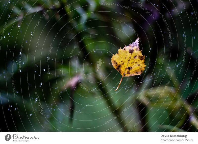 Hold on to autumn... Nature Plant Water Drops of water Autumn Rain Leaf Yellow Green Spider's web Hang Autumn leaves Autumnal Autumnal colours Early fall