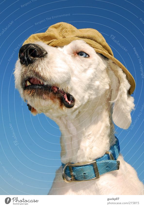 A slightly different watchdog Fashion Accessory Hat Cap Peaked cap Animal Pet Dog Animal face Pelt Dog's snout Dog collar Puppydog eyes Dog's head White