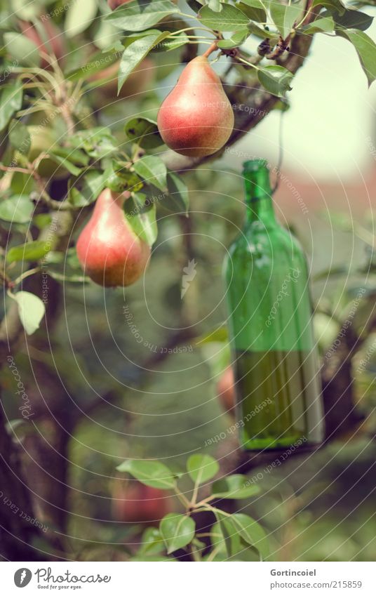 wasp trap Food Fruit Nutrition Organic produce Environment Nature Autumn Beautiful weather Tree Delicious Pear Pear tree Harvest Autumnal Colour photo