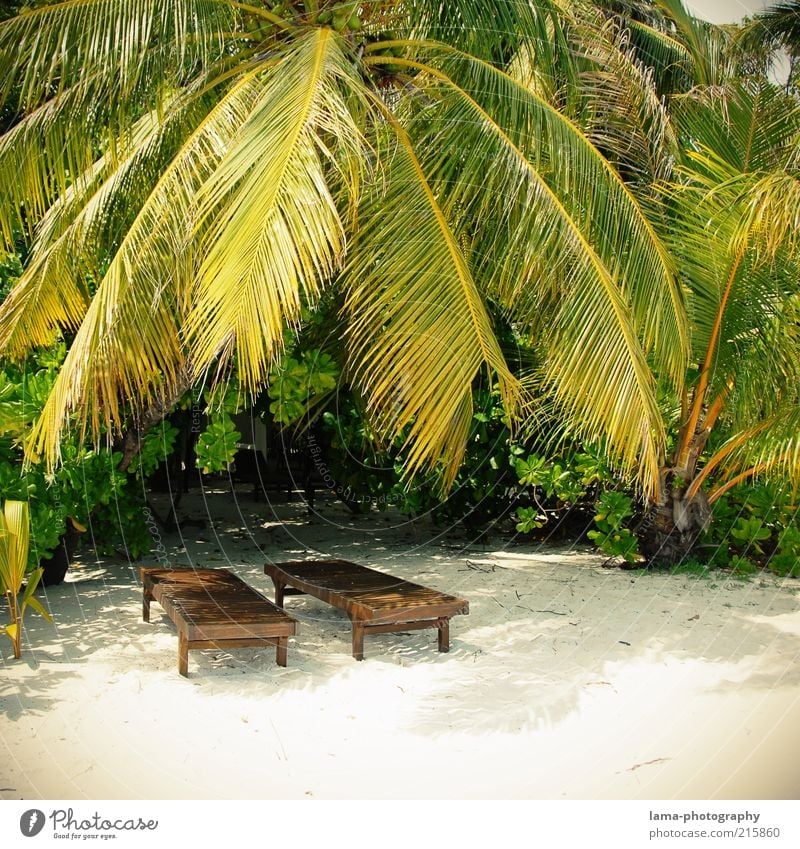 sunny days Vacation & Travel Summer Summer vacation Sunbathing Beach Palm tree Palm frond Palm beach Island Maldives Greater Antilles Lesser Antilles Exotic
