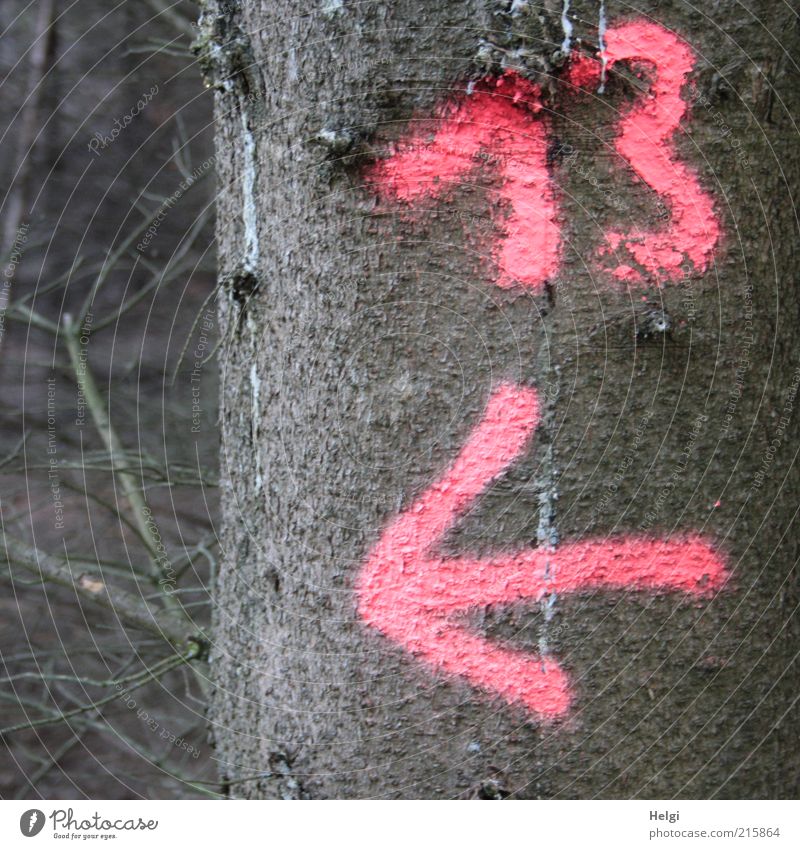 13 ... left out... Environment Nature Plant Drought Tree Forest Wood Sign Digits and numbers Signs and labeling Arrow To dry up Growth Exceptional Natural