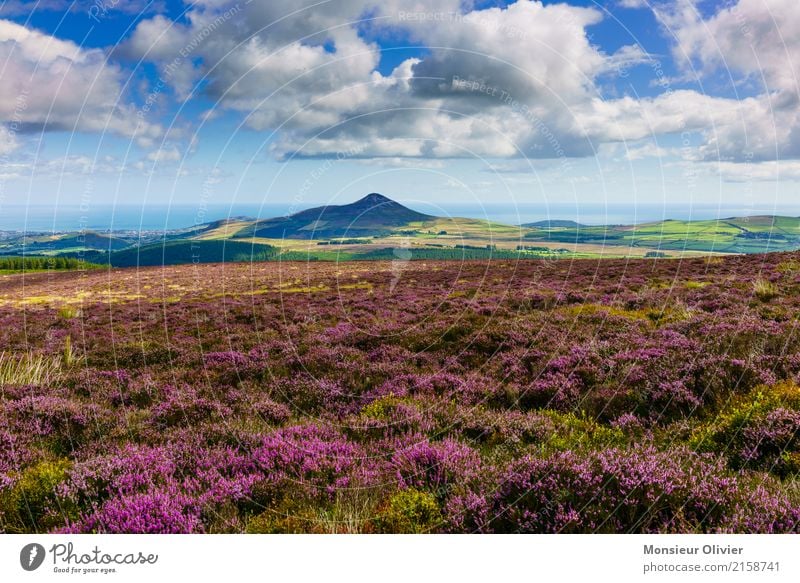 Wicklow Way, Ireland Landscape Sky Clouds Plant Bushes Moss Hill Mountain Violet Northern Ireland Hiking Exterior shot Nature Colour photo Deserted
