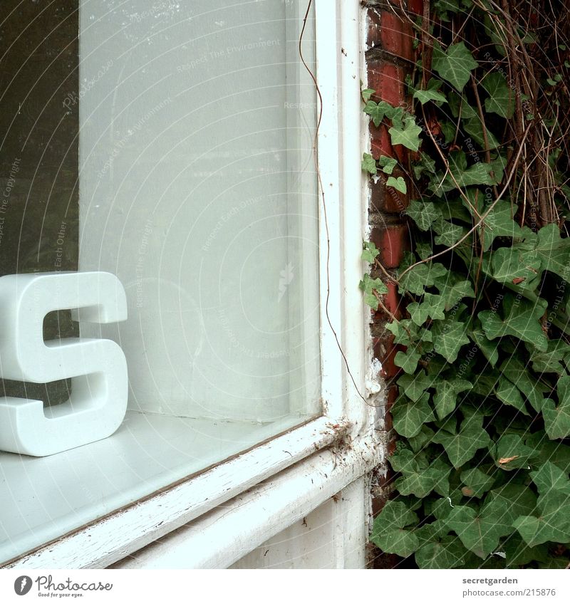 [HH 10.01] s like s ex or like s chneckentempo? Living or residing Flat (apartment) Decoration Ivy Wall (barrier) Wall (building) Facade Shop window Characters