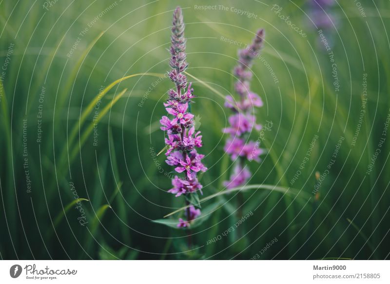 Orchids on the Old Rhine Nature Animal Plant Bushes Blossom Violet Pink Calm Ophrys Colour photo Exterior shot Close-up Deserted Copy Space left