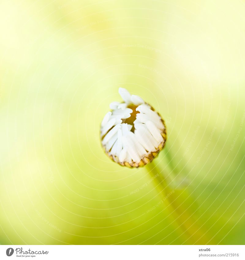 Good morning Environment Nature Plant Flower Blossom Esthetic Authentic Simple Elegant Natural Yellow Green White Daisy Colour photo Exterior shot Close-up