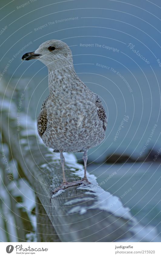 seagull Environment Animal Winter Snow Baltic Sea Ocean Bridge Wild animal Seagull 1 Observe Stand Wait Cold Cute Blue Moody Life Nature Pride Silvery gull