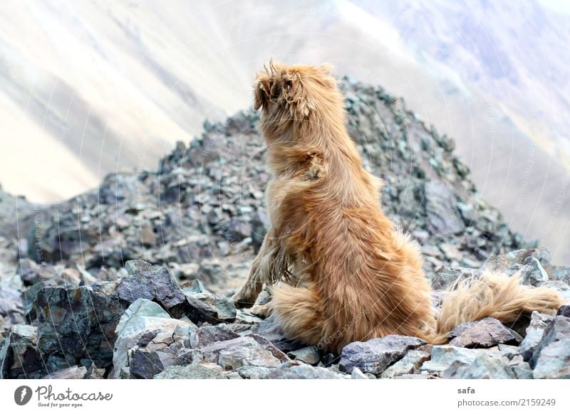 Kholeno Animal Dog 1 Exhaustion Mountain Climbing Mountaineering Iran Tehran Peak Rock Stone Colour photo Exterior shot Deserted Copy Space left Animal portrait