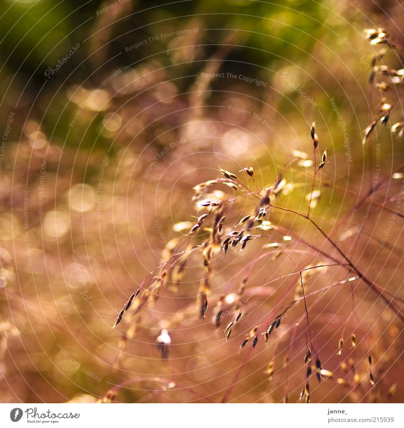 Light2 Environment Nature Summer Beautiful weather Warmth Plant Grass Meadow Brown Yellow Gold Green Blur Colour photo Exterior shot Deserted Evening Twilight