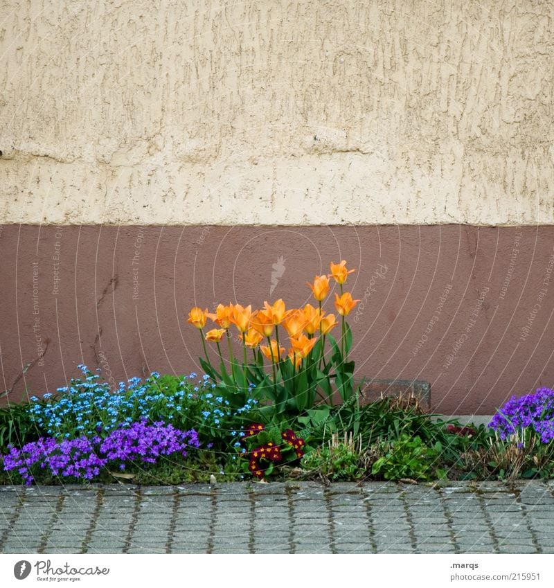 jardin Living or residing Garden Nature Plant Spring Flowerbed Wall (barrier) Wall (building) Blossoming Growth Fragrance Beautiful Blue Multicoloured Emotions