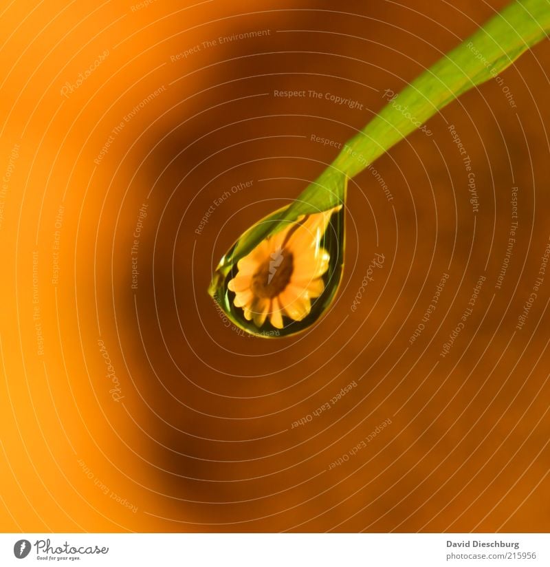 tear of a flower Calm Fragrance Nature Water Drops of water Summer Flower Blossom Yellow Green Black Dew Mirror image Wet Blade of grass Blossom leave