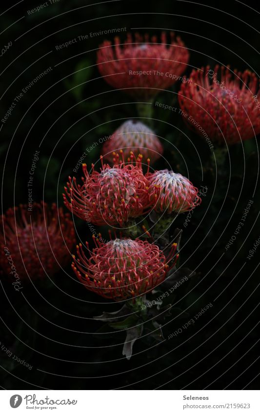 proteas Vacation & Travel Tourism Summer Environment Nature Spring Plant Flower Blossom Exotic Protea Garden Park Blossoming Beautiful Colour photo