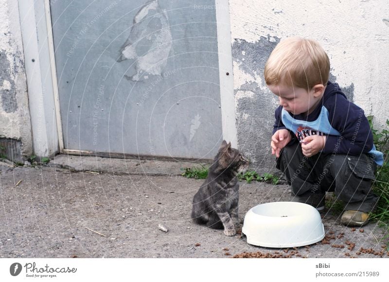 Love at the 1st glance Part 1 Human being Child Toddler Boy (child) Infancy 1 - 3 years Farm Blonde Cat Pelt Animal Baby animal Feeding Crouch Looking Playing