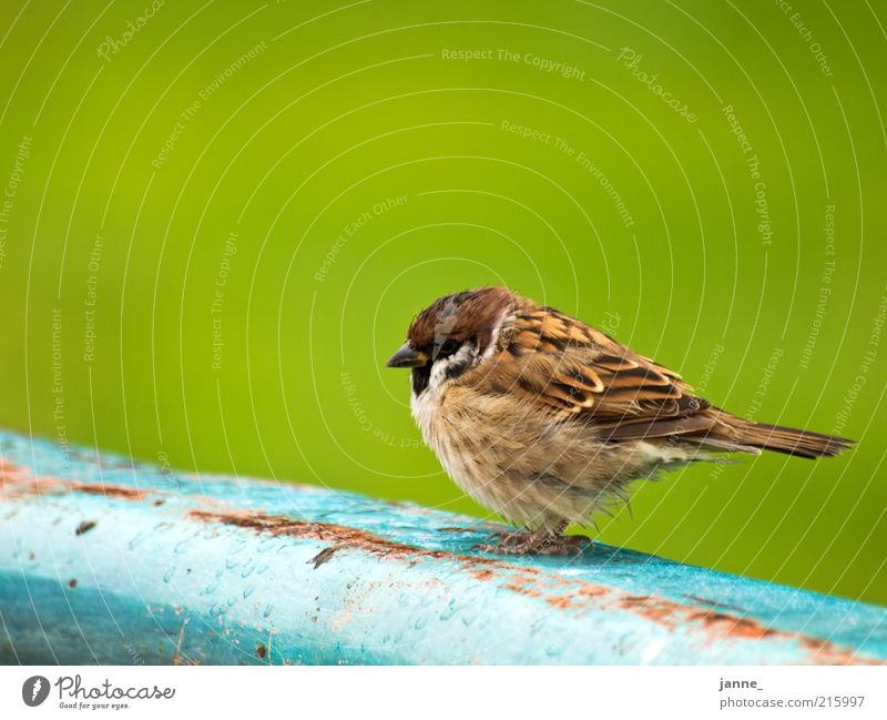 Wróbel Animal Bird Sparrow 1 Blue Brown Green Colour photo Exterior shot Isolated Image Neutral Background Day Animal portrait Sit Calm Plumed Feather