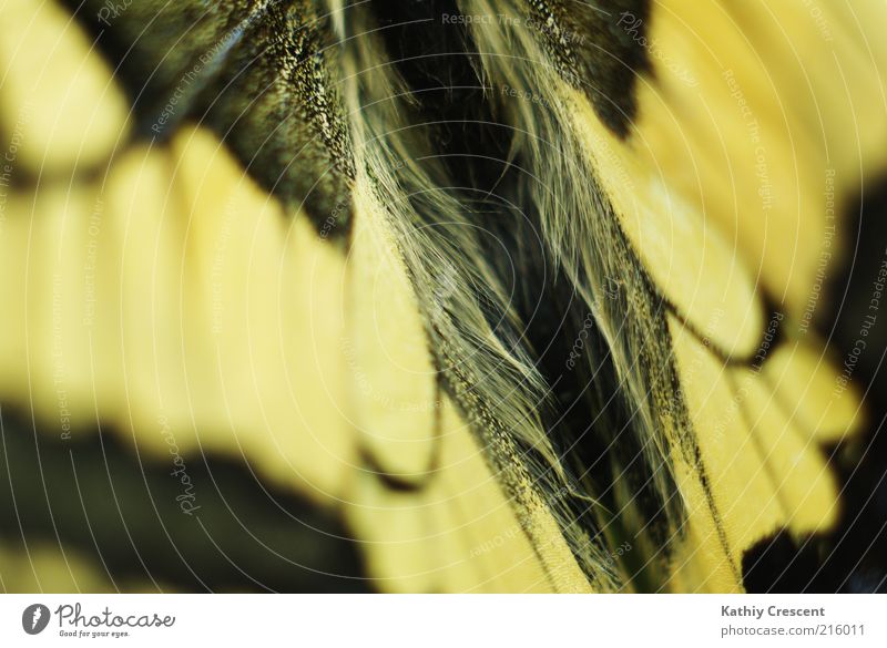 Butterfly back. Animal Wing 1 Esthetic Simple Beautiful Near Natural Positive Soft Yellow Black Nature Symmetry Swallowtail Pattern Colour photo Close-up Detail