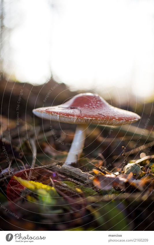 fly agaric Environment Nature Plant Earth Mushroom Forest Discover Astute Beautiful Threat Health care Addiction Poison Dangerous Search Autumn Autumnal