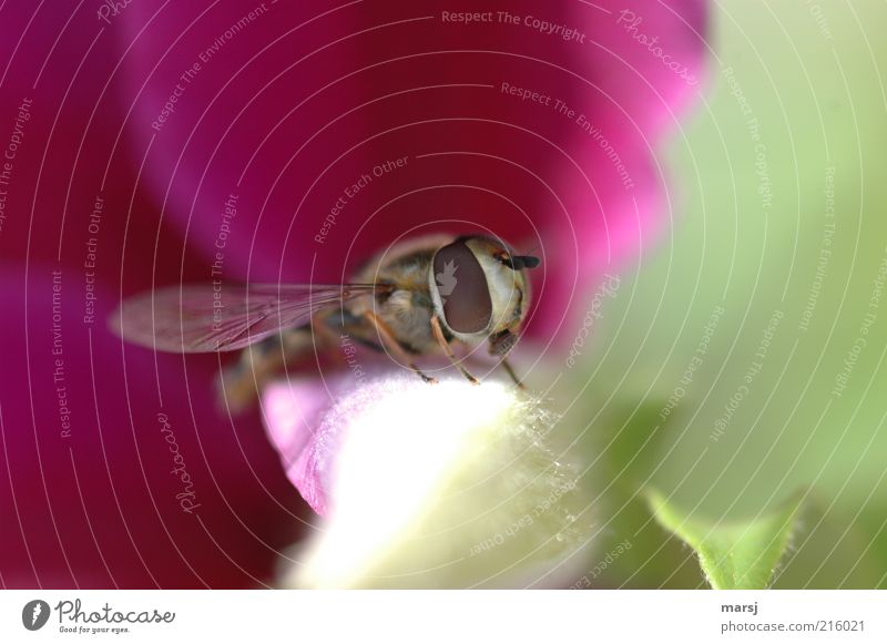 stopover Environment Nature Summer Wild animal Animal face Hover fly 1 Near Natural Beautiful Green Red White Colour photo Multicoloured Exterior shot Close-up