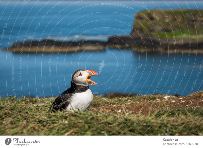 Ooo Oooh Ooo, so call the puffins Nature Landscape Plant Animal Water Summer Beautiful weather Grass Meadow Rock Bay Ocean Atlantic Ocean Island Bird Puffin 1