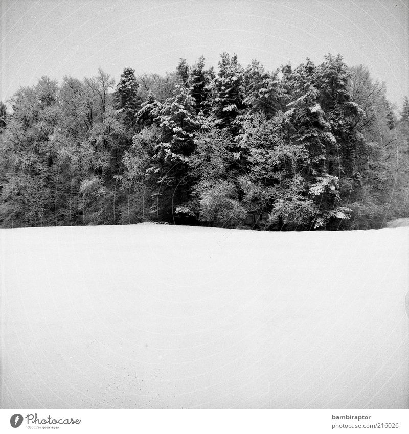 anticipation Nature Landscape Winter Snow Tree Forest Cold Analog Contrast Black & white photo Exterior shot Copy Space bottom High-key Edge of the forest