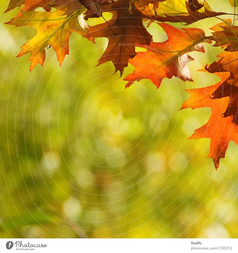 Autumn comes in a colourful mood red oak oak leaves Quercus rubra autumn leaves Autumn leaves Autumnal autumn impression Ambience autumn colours