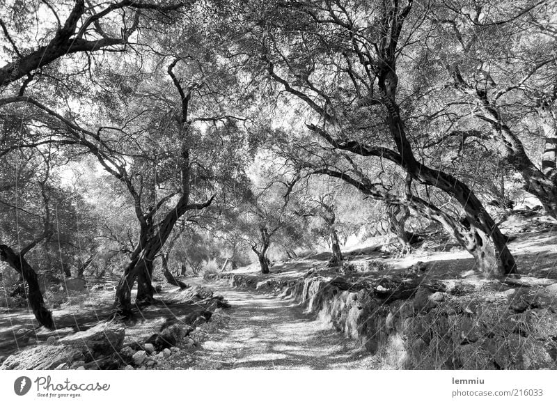 Olive grove in Corfu Nature Landscape Plant Earth Tree Agricultural crop Forest Lanes & trails Old Black White Olive tree Wall (barrier) Headstrong Shadow