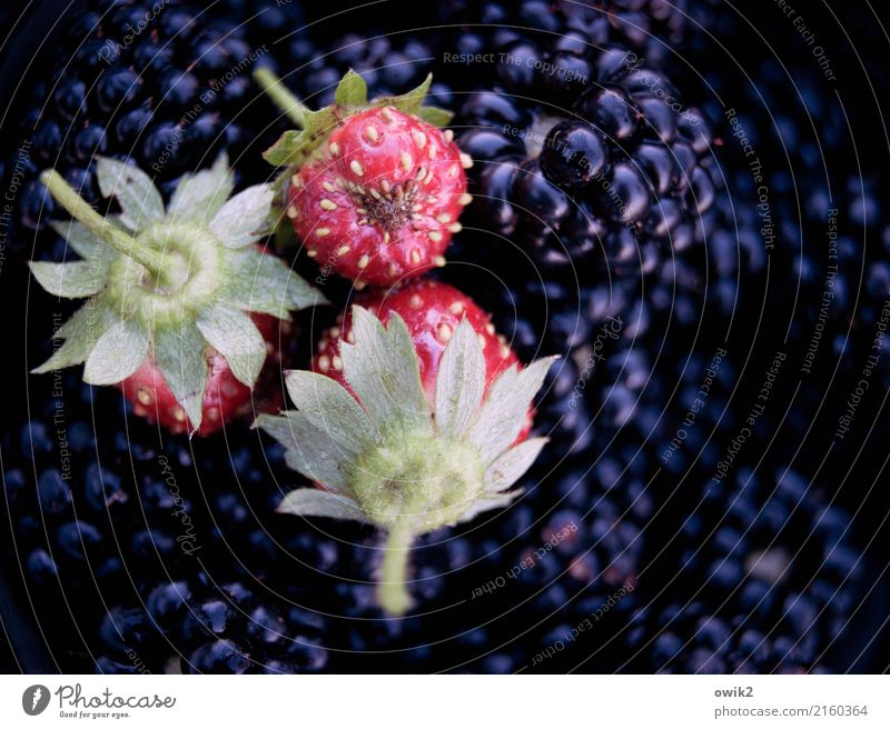 All kinds of sweet things Strawberry Blackberry To enjoy Wait Fresh Healthy Together Glittering Small Near Clean Sweet Green Violet Red Delicious Aromatic