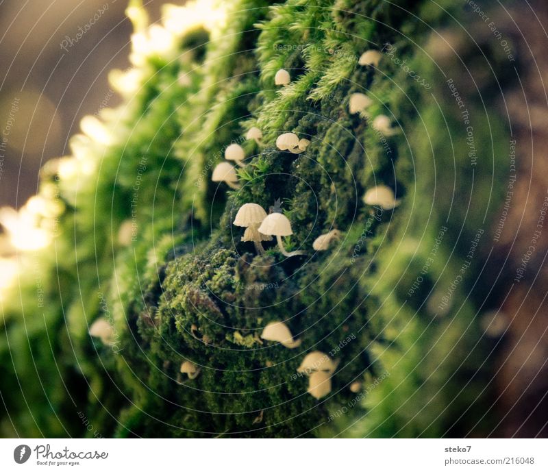 Purposefully Moss Mushroom Discover Growth Single-minded White Green Diminutive Hide Fragile Upward Close-up Deserted Copy Space left Copy Space right