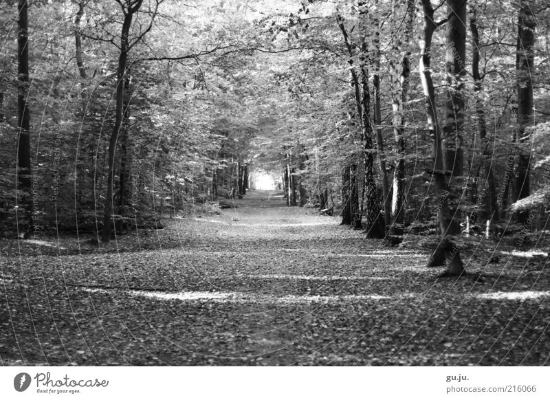 Grunewald To go for a walk Promenade Trip Autumn Environment Nature Plant Earth Tree Leaf Leaf canopy Avenue Lanes & trails Forest Black White Deserted Free
