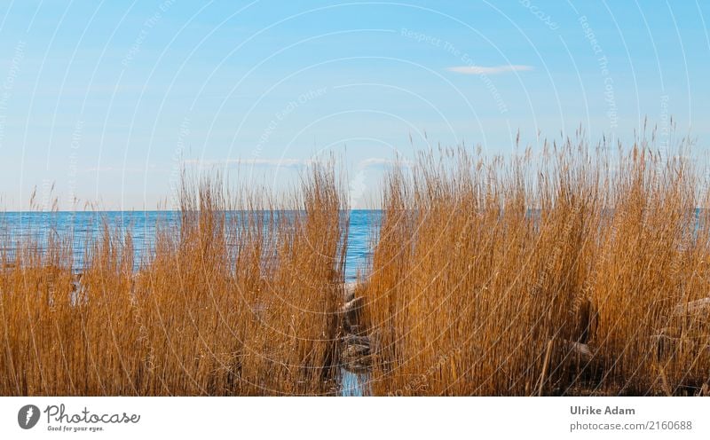 Reeds (Phragmites) on the coast of Bornholm Harmonious Well-being Relaxation Steam bath Swimming pool Swimming & Bathing Vacation & Travel Tourism