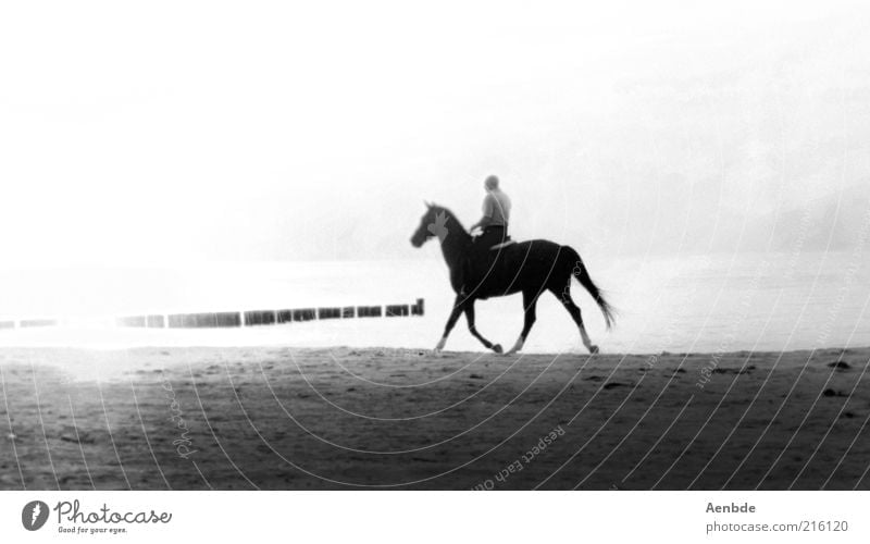 seahorse Ride Sports Equestrian sports Landscape Sand Water Coast Beach Animal Horse 1 Esthetic Gray Black White Moody Longing Wanderlust Loneliness