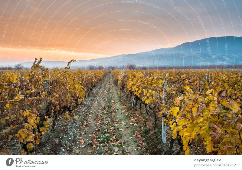 Vineyards on sunrise. Autumn vineyards in the morning Vacation & Travel Tourism Sun Nature Landscape Sky Growth Yellow Green Red wine Sunset Winery agriculture