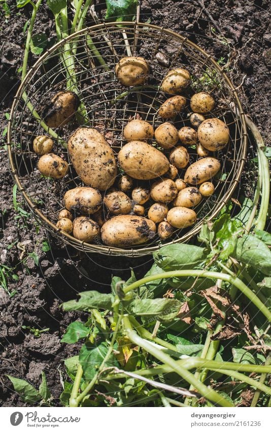 Harvest potatoes from the garden in a basket Vegetable Summer Garden Gardening Hand Culture Nature Plant Earth Dirty Fresh Natural Potatoes food Crops Farm