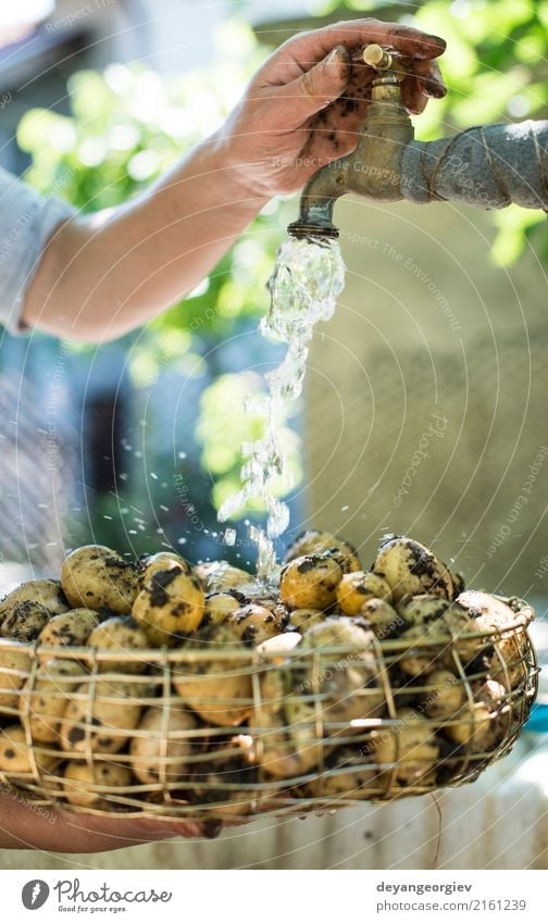 Washing freshly harvested potatoes Vegetable Bowl Woman Adults Hand Plant Fresh Natural Clean Green Potatoes Farm agriculture processing water washed Organic