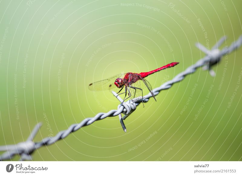 prickly Wing Dragonfly Insect 1 Animal Metal Barbed wire Thorny Observe Hunting Green Red Attentive Watchfulness Elegant Ease Center point Break Perspective
