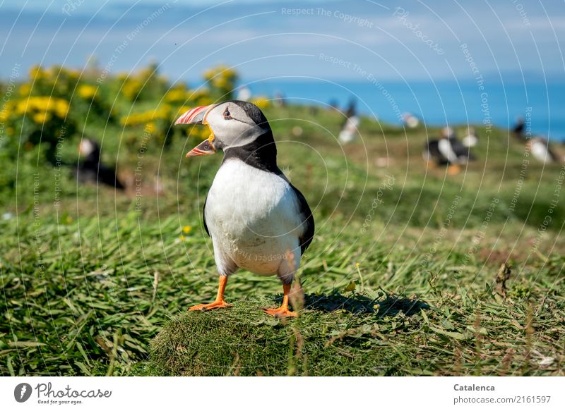 A calling puffin Nature Sky Summer Beautiful weather Flower Grass Broom Meadow coast Ocean Atlantic Ocean Cliff Puffin 1 Animal Group of animals Communicate