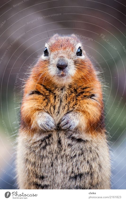 grey squirrels Animal Wild animal Pelt Paw 1 Observe Looking Friendliness Funny Natural Curiosity Brown Yellow Green Orange Sympathy Attentive Watchfulness Calm