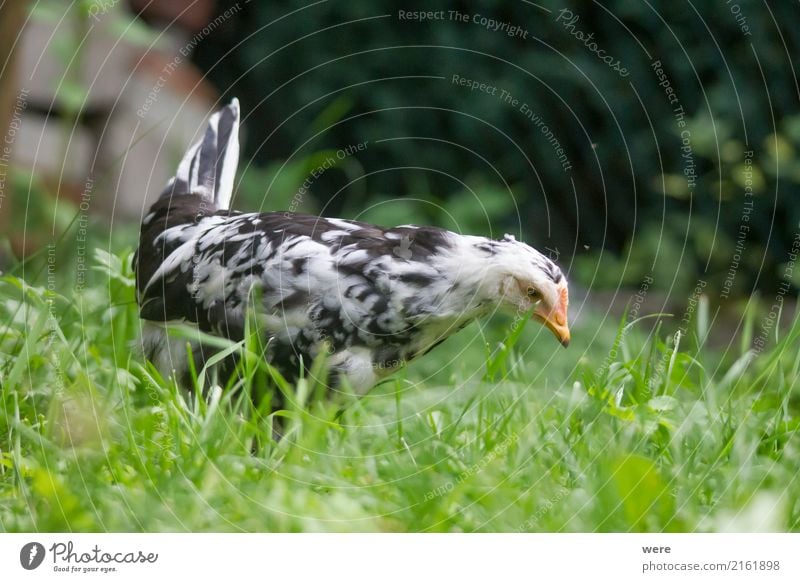 Young hen hunting Agriculture Forestry Nature Animal Bird Free Curiosity Farm Egg flora and fauna Free-range chicken Poultry Geography Rooster Barn fowl pullet