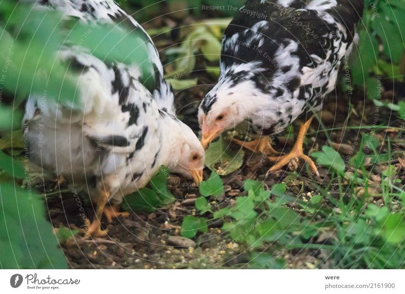 search for food Agriculture Forestry Nature Animal Pet Farm animal Bird Eating To feed Egg flora and fauna Free-range chicken Poultry Rooster Barn fowl pullet