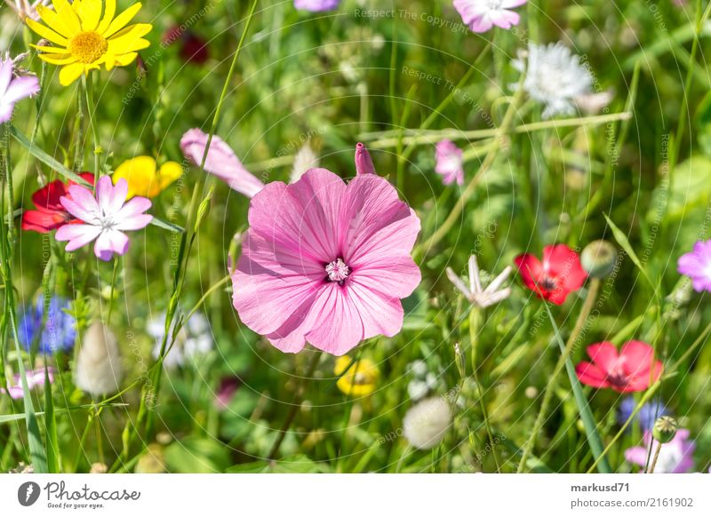 flower meadow Nature Summer Plant Blossom Foliage plant Meadow Happy flowers Colour photo Exterior shot Copy Space top Day Shallow depth of field