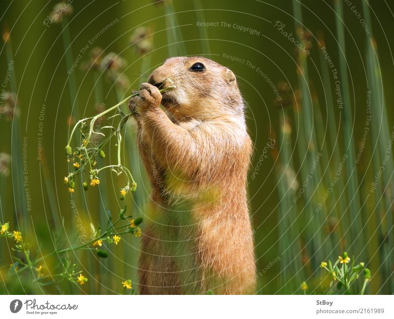 Prairie dog looking for food Nature Animal Wild animal Zoo 1 Eating Cute Green Appetite Herbs and spices Odor Colour photo Exterior shot Close-up Detail