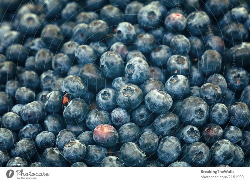 Vintage photo of fresh blueberry berries close up Food Fruit Nutrition Organic produce Vegetarian diet Diet Healthy Eating Summer Large Blue Fresh Berries