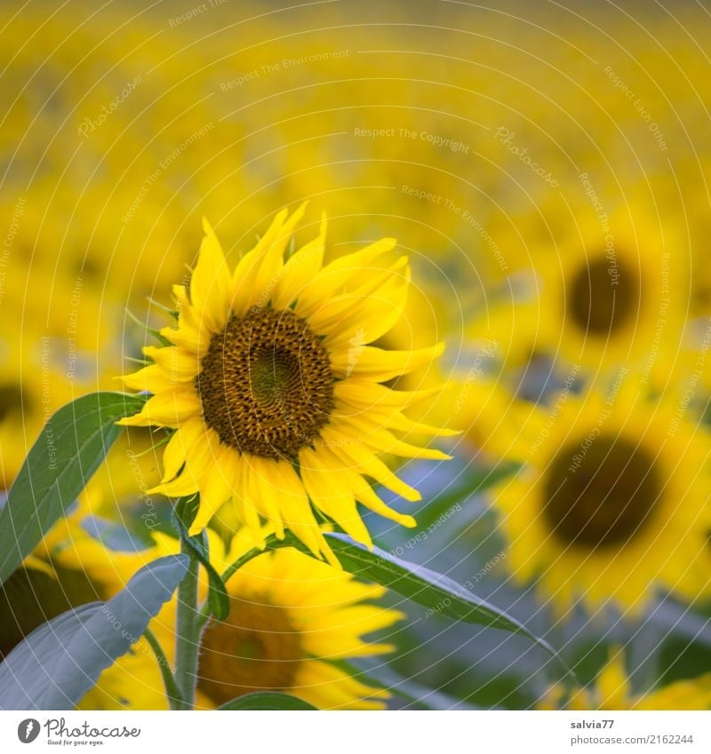 Let the sun shine in your heart Environment Nature Plant Sun Summer Flower Leaf Blossom Agricultural crop Sunflower field Field Fragrance Illuminate