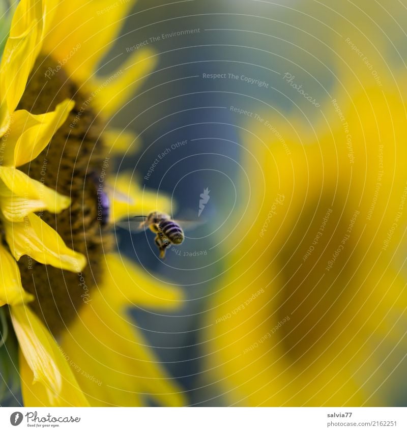 clear aim Environment Nature Plant Animal Sun Summer Flower Blossom Agricultural crop Sunflower Garden Field Farm animal Bee Wing Honey bee Honey flora Insect 1