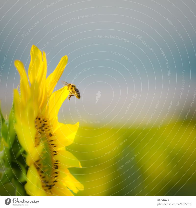 towards the sun Environment Nature Sky Sun Summer Climate Beautiful weather Plant Flower Blossom Agricultural crop Sunflower Garden Field Animal Farm animal Bee