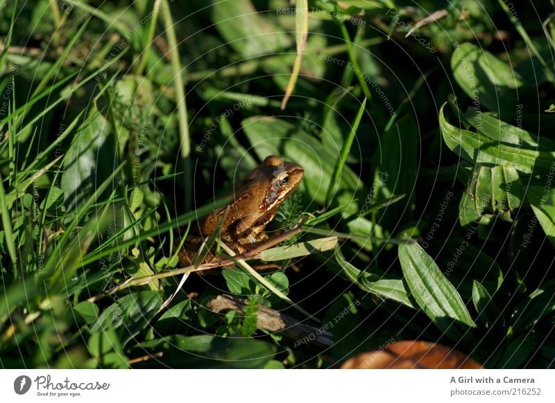 Olli Frog Environment Nature Animal Grass Meadow 1 Crouch Natural Brown Green Amphibian Freedom Long shot Colour photo Exterior shot Deserted Day Shadow