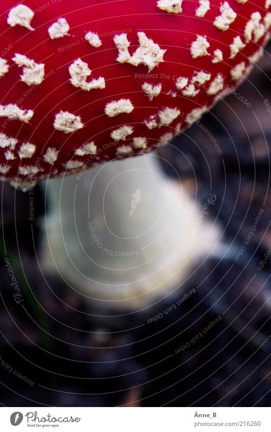 Little Red Riding Hood Environment Nature Autumn Growth White Amanita mushroom Partially visible Section of image Detail Mushroom cap Poison
