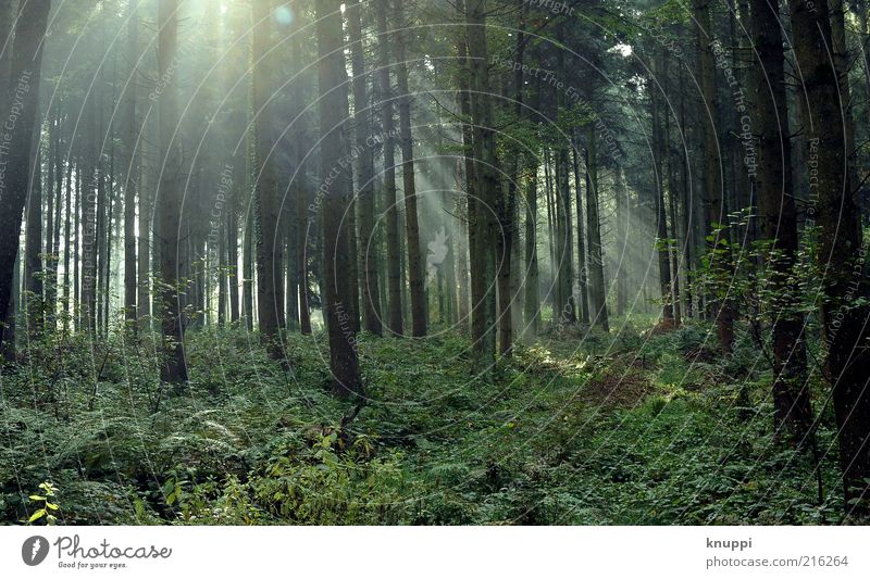 IIIII Trip Environment Nature Landscape Plant Earth Air Sunrise Sunset Sunlight Beautiful weather Fog Tree Leaf Forest Old Growth Brown Green Calm Shroud of fog